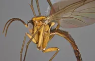 昆虫学应用 Entomology Applications