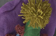 植物学应用 Botany Applications