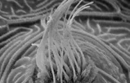 耳蜗干燥应用 Cochlea Applications